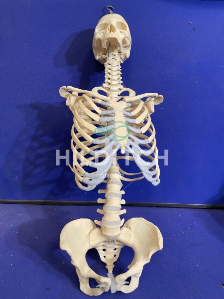 Plastic Human Skeleton Torso Model