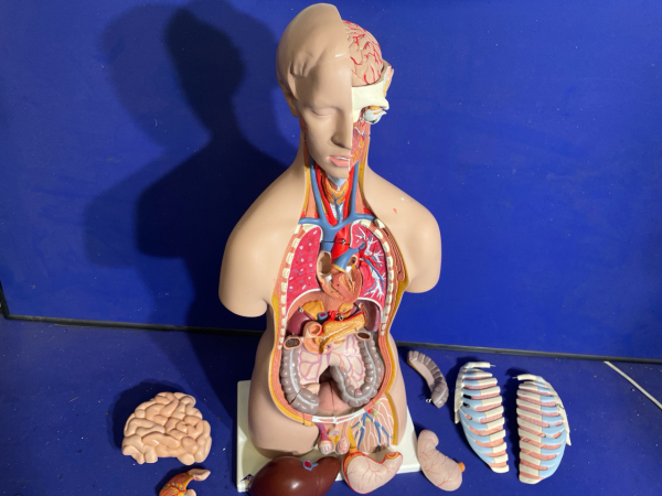 3B Anatomical Model