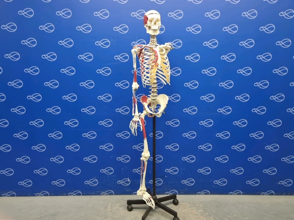 Adam Rouilly Artificial Human Skeleton on Rollstand