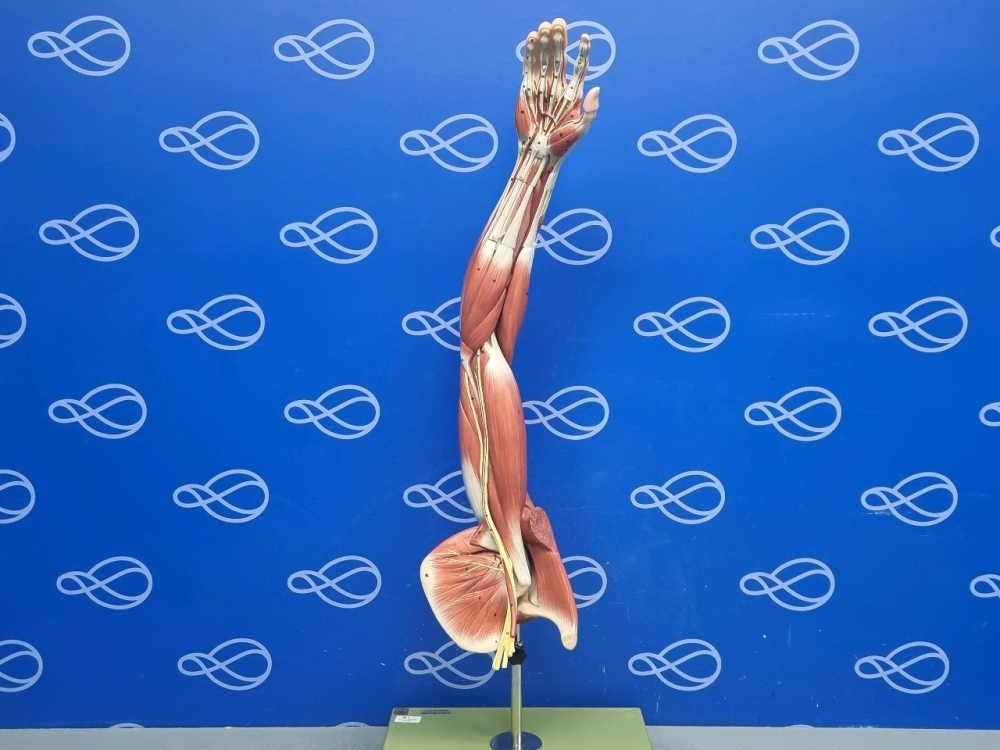 Adam Rouilly Muscles of the Arm Model