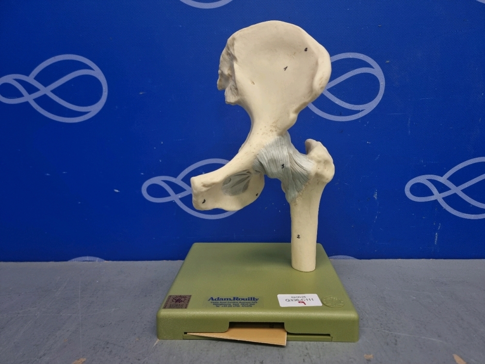 Adam Rouilly Hip Joint Model