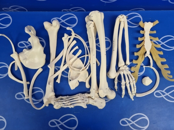 Adam Rouilly Human Skeleton Pieces