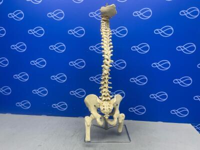 Anatomical Model Spine