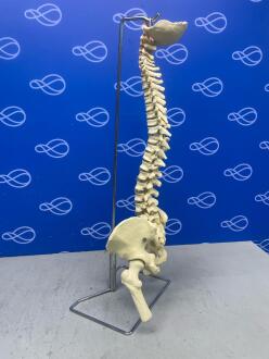Anatomical Model Spine - 2